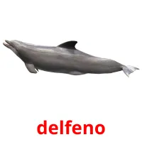 delfeno picture flashcards