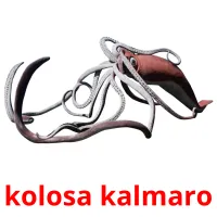 kolosa kalmaro picture flashcards