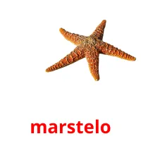 marstelo picture flashcards