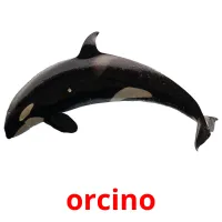 orcino picture flashcards