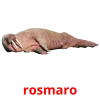 rosmaro picture flashcards