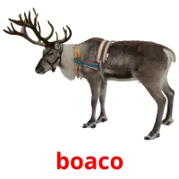boaco picture flashcards