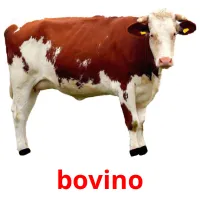 bovino picture flashcards