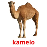 kamelo picture flashcards