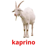 kaprino picture flashcards