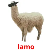 lamo picture flashcards