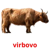 virbovo picture flashcards