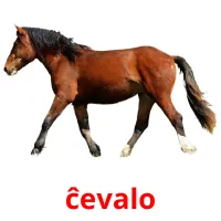 ĉevalo picture flashcards