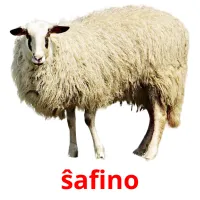 ŝafino picture flashcards