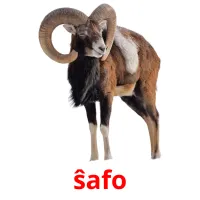 ŝafo picture flashcards