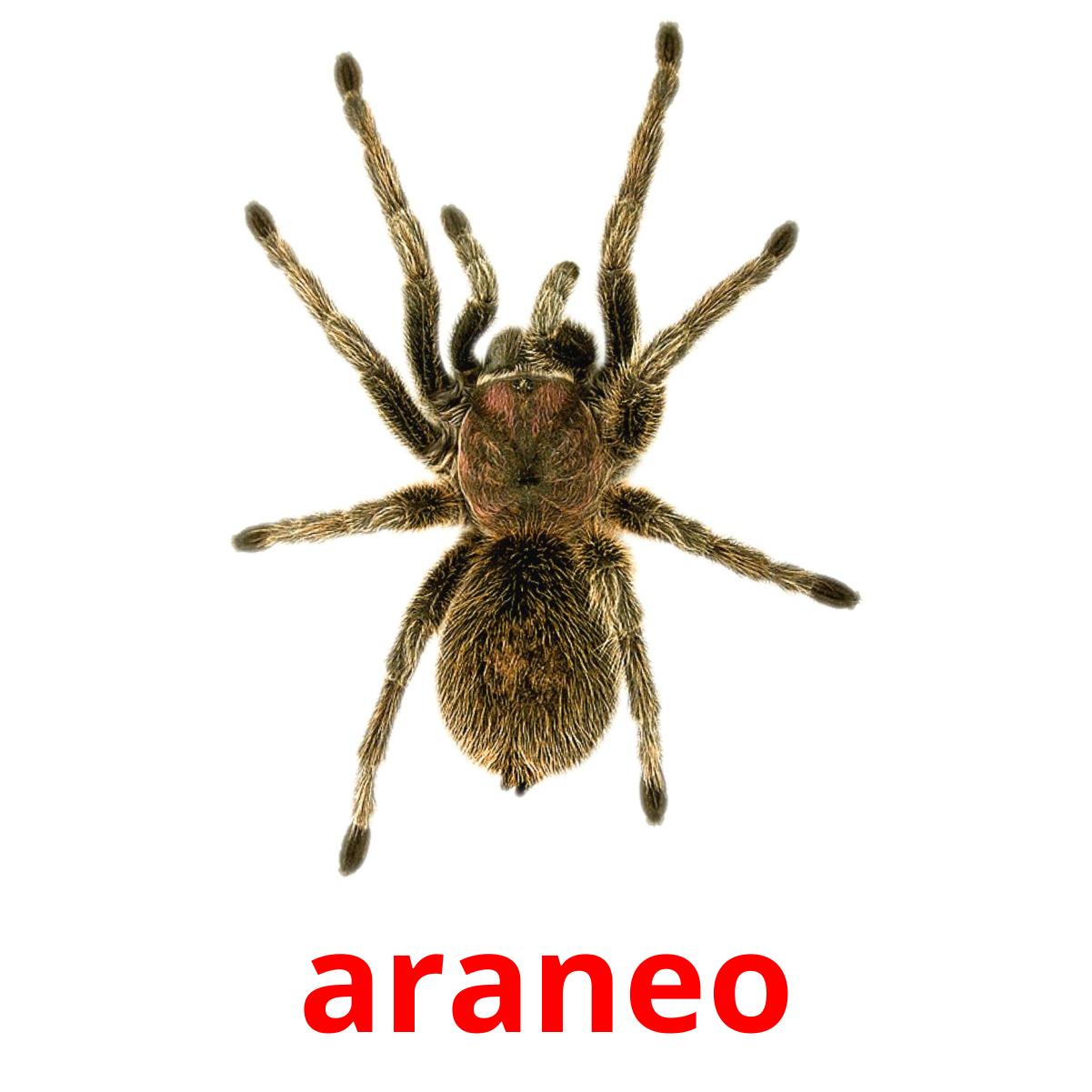 araneo picture flashcards