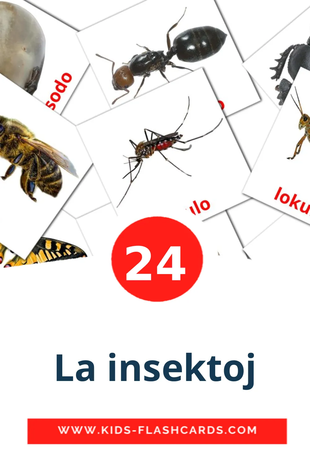 24 La insektoj Picture Cards for Kindergarden in esperanto
