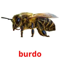 burdo picture flashcards