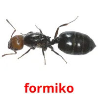 formiko picture flashcards