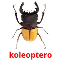 koleoptero Tarjetas didacticas