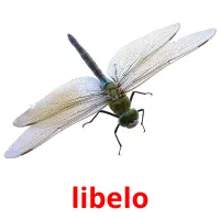 libelo picture flashcards