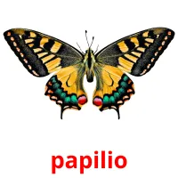 papilio picture flashcards