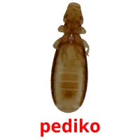 pediko picture flashcards