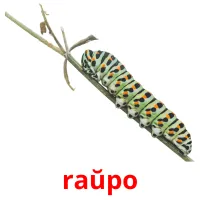 raŭpo picture flashcards