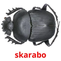 skarabo picture flashcards
