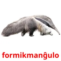 formikmanĝulo picture flashcards