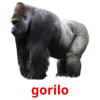 gorilo picture flashcards