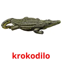 krokodilo picture flashcards