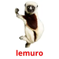 lemuro picture flashcards