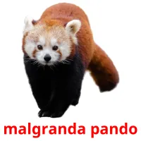 malgranda pando picture flashcards
