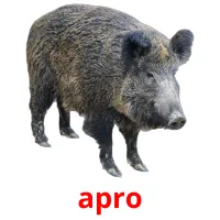 apro picture flashcards