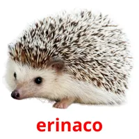 erinaco picture flashcards