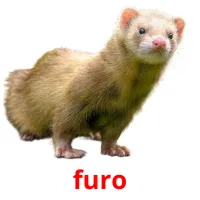 furo picture flashcards