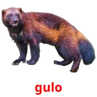 gulo picture flashcards