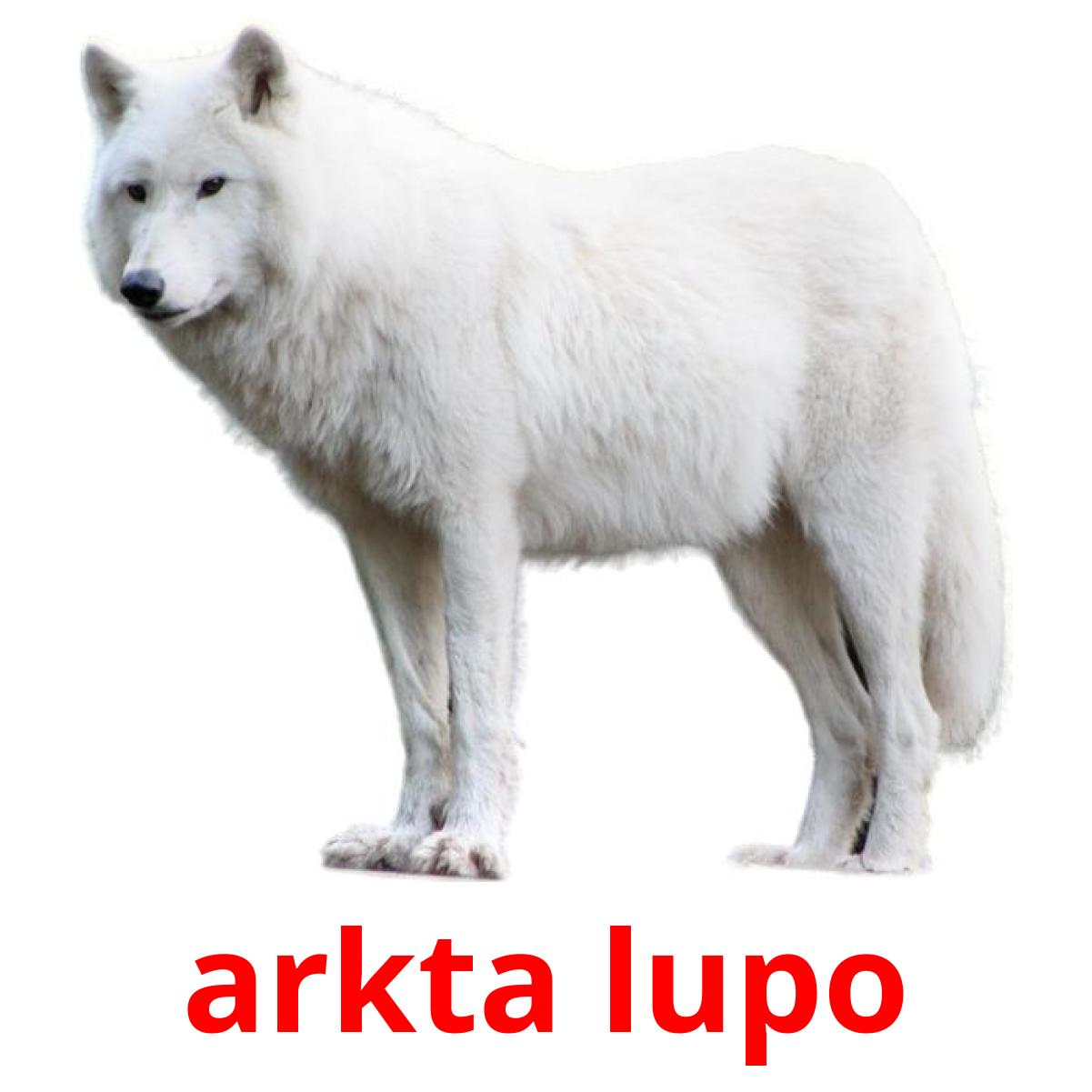 arkta lupo picture flashcards