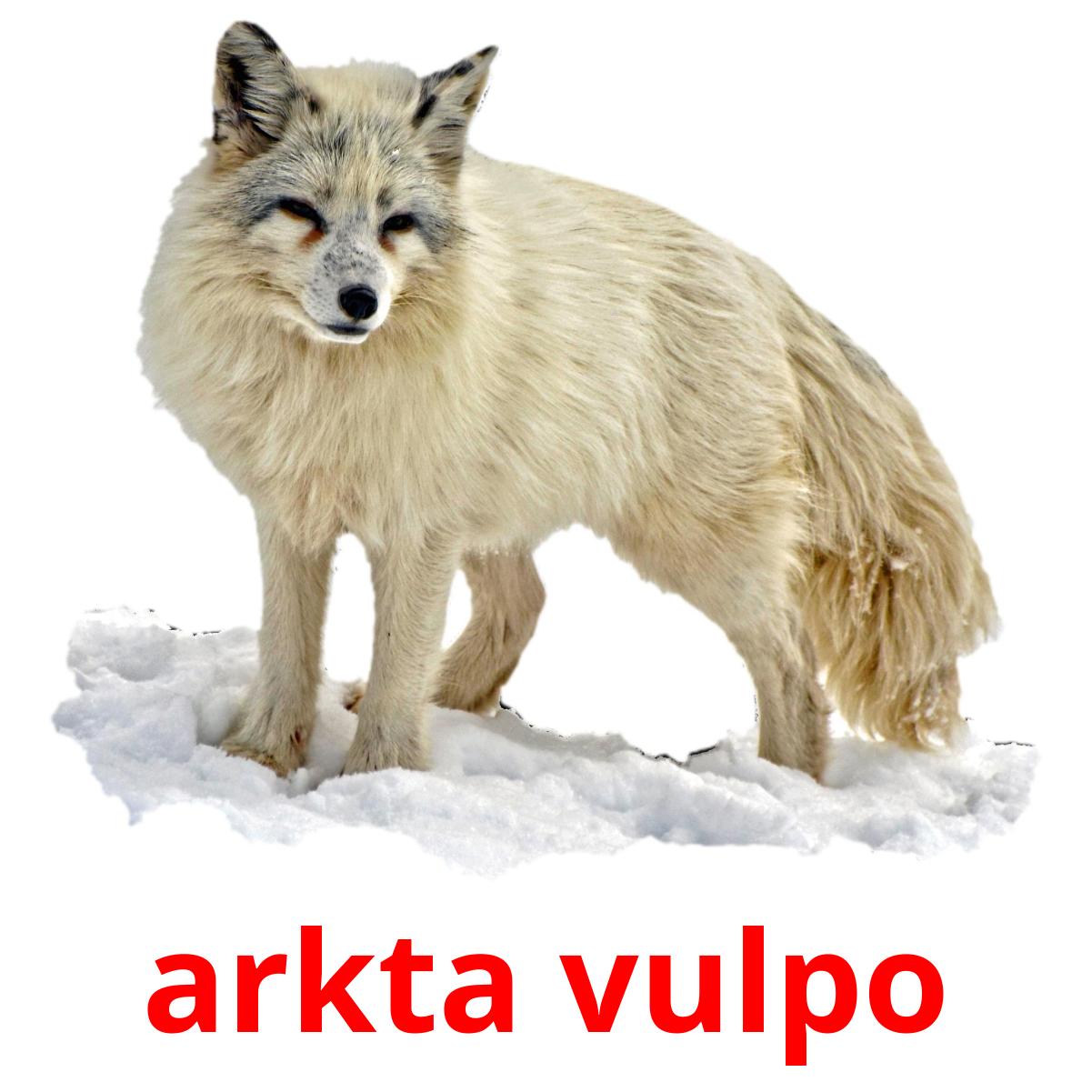 arkta vulpo picture flashcards