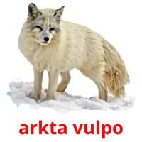 arkta vulpo picture flashcards