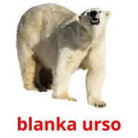 blanka urso picture flashcards