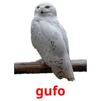 gufo picture flashcards