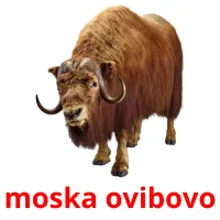 moska ovibovo picture flashcards