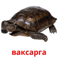 ваксарга picture flashcards