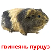 гвинеянь пурцуз picture flashcards