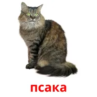 псака picture flashcards