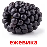 ежевика flashcards illustrate