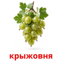крыжовня flashcards illustrate