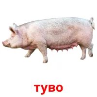 туво picture flashcards