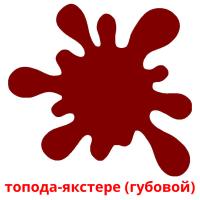 топода-якстере (губовой) card for translate