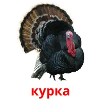 курка picture flashcards