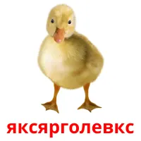 яксярголевкс picture flashcards