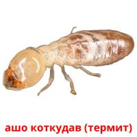 ашо коткудав (термит) card for translate