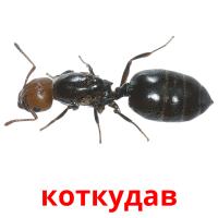 коткудав card for translate